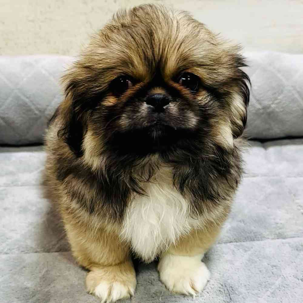 carousel pet images