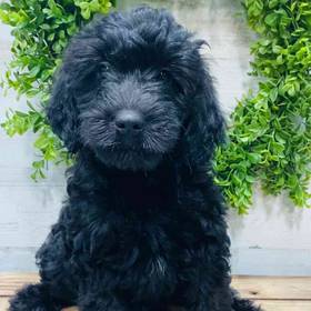 Mini Goldendoodle