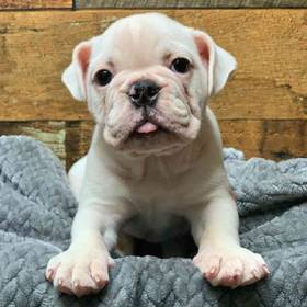 English Bulldog