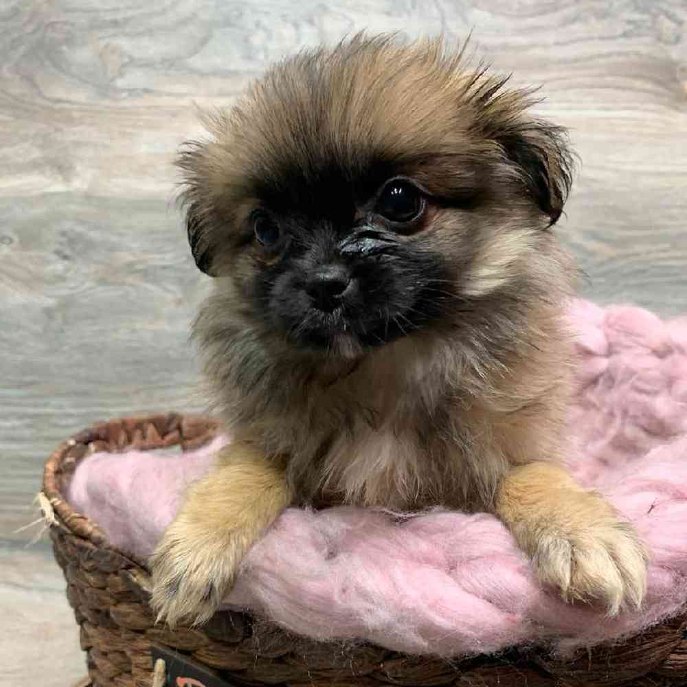 carousel pet images