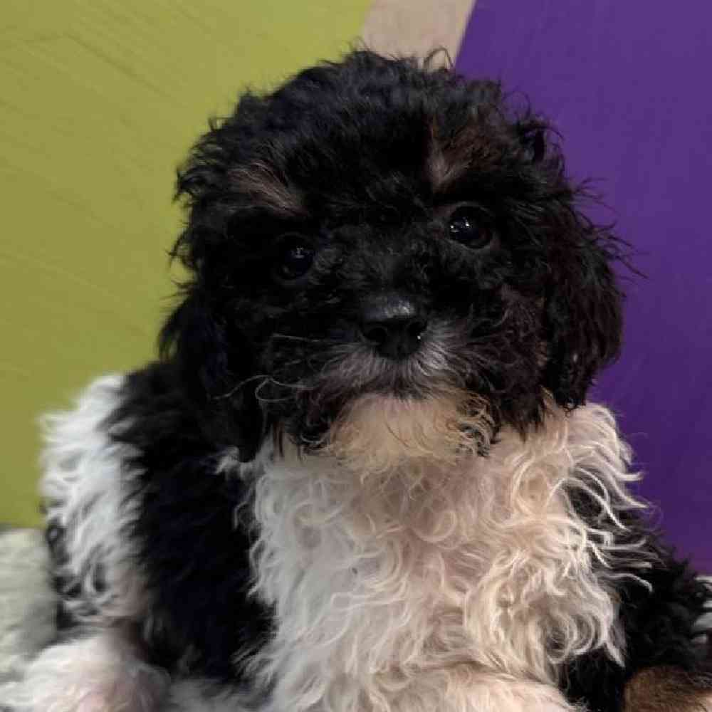 Female Mini Bernedoodle Puppy for Sale in Rogers, AR