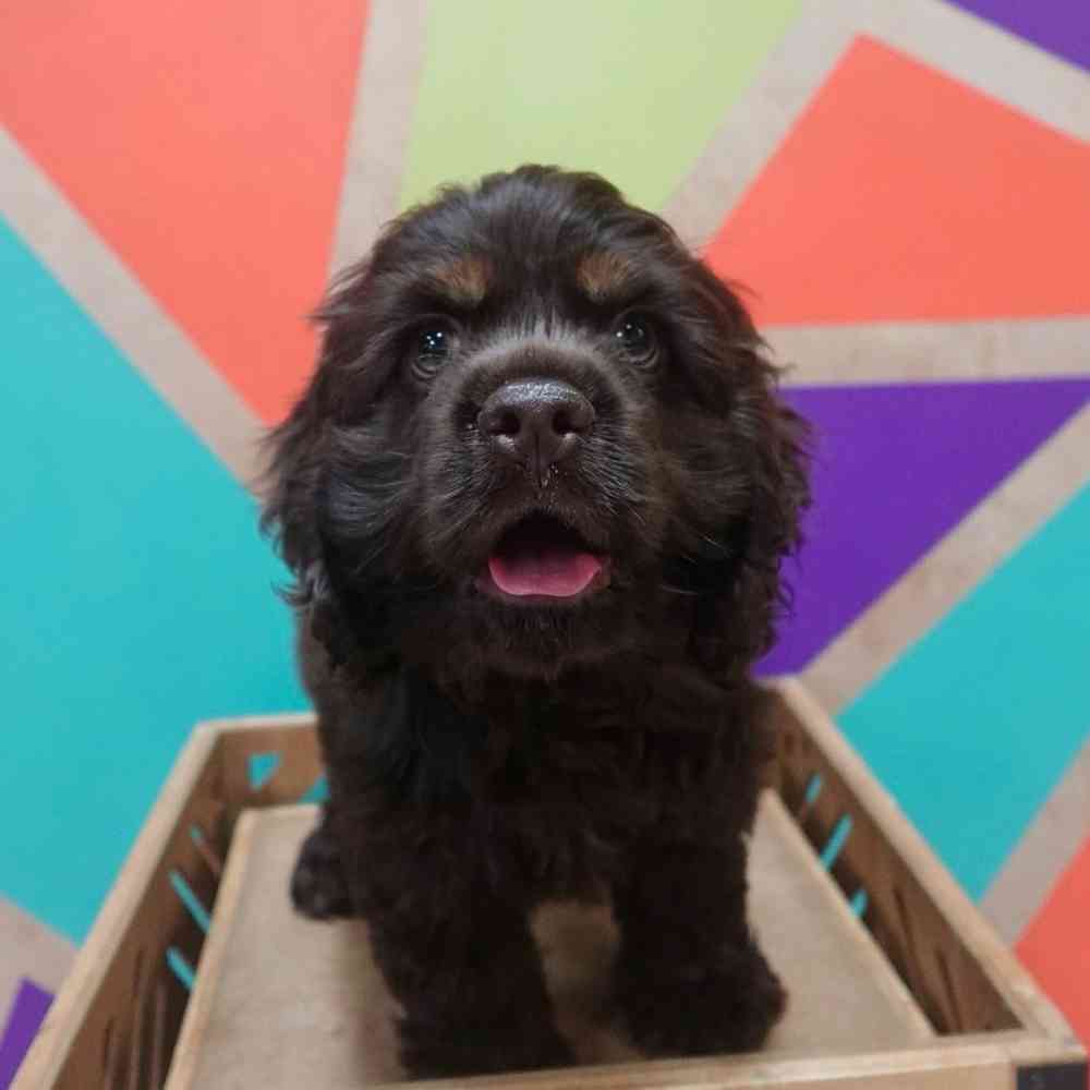 Image of a pet breed in the gallery