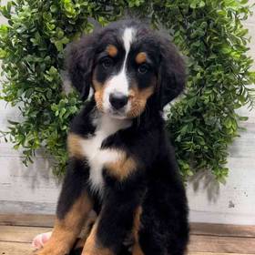 Bernese Mountain Dog