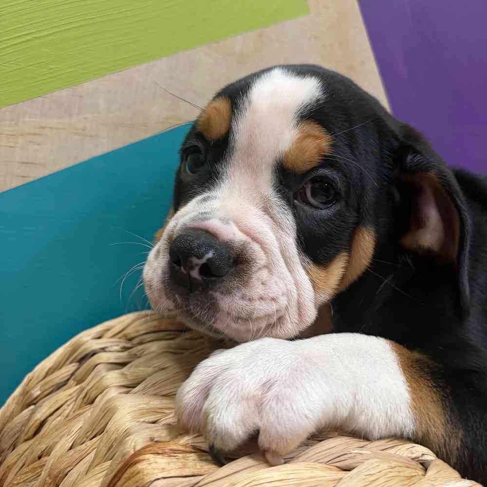 carousel pet images