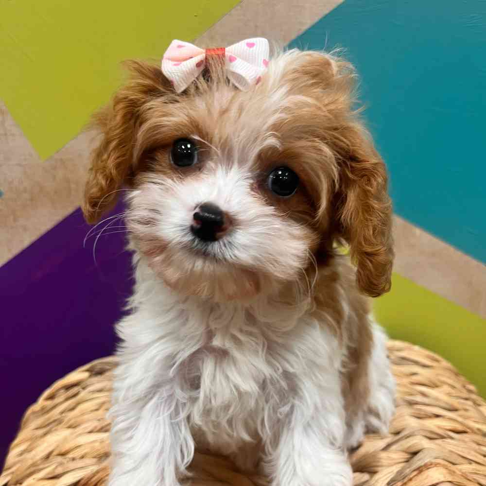 carousel pet images