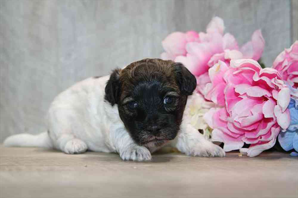 carousel pet images