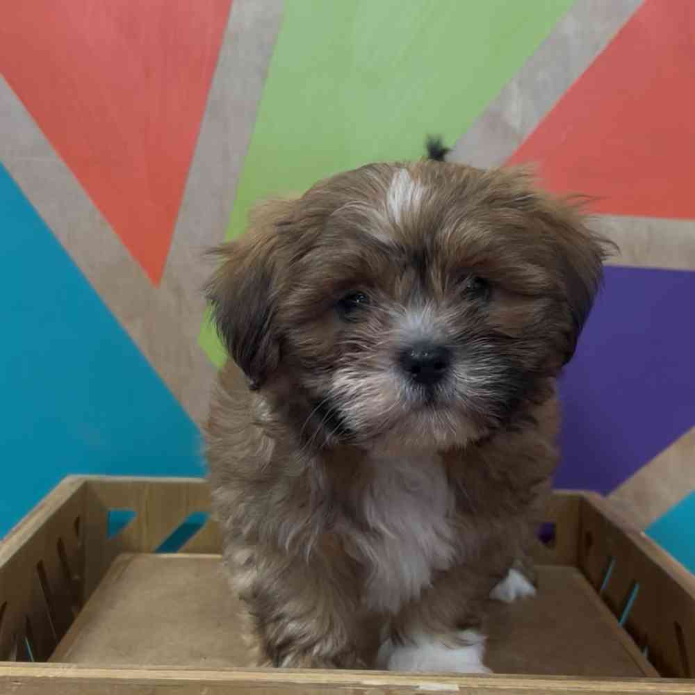 carousel pet images