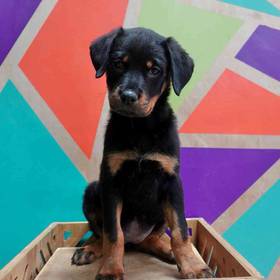 Rottweiler