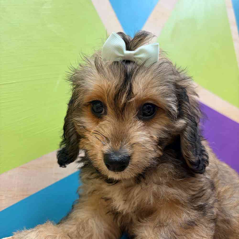 Image of a pet breed in the gallery