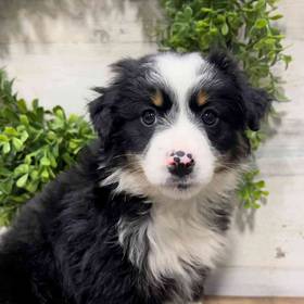 Mini Aussie