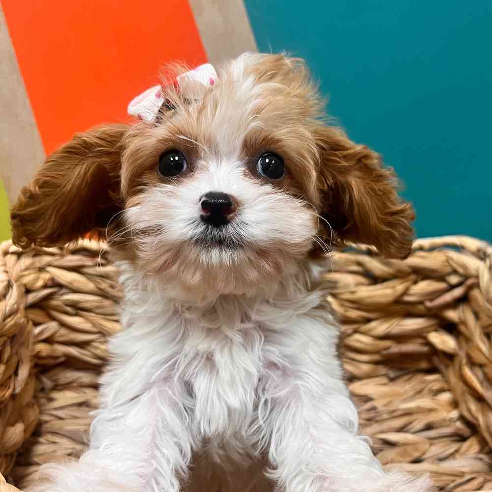 carousel pet images