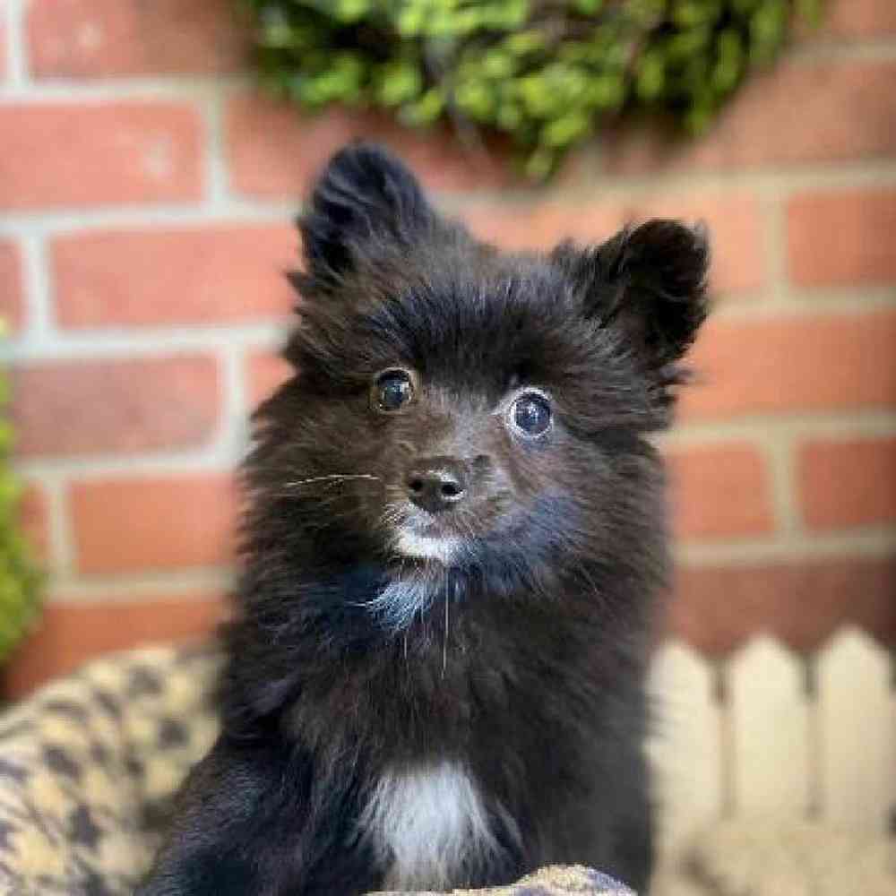 Female Pomeranian Puppy for Sale in Rogers, AR