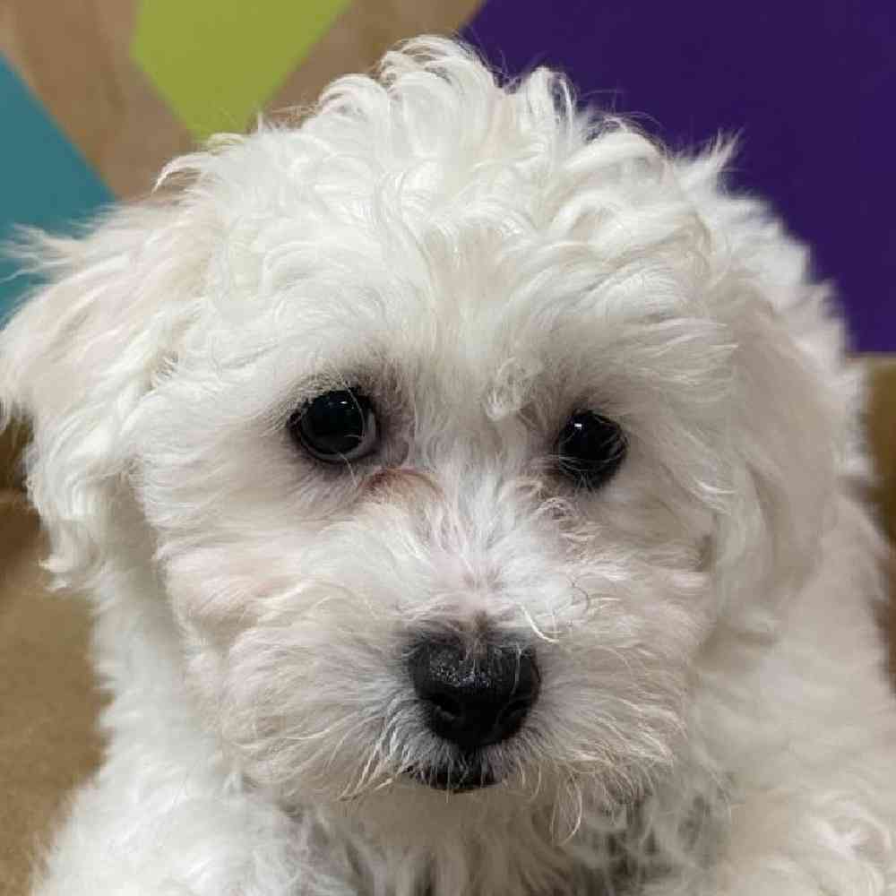Male Bichon Puppy for Sale in Rogers, AR