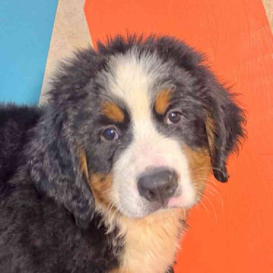 Ozark