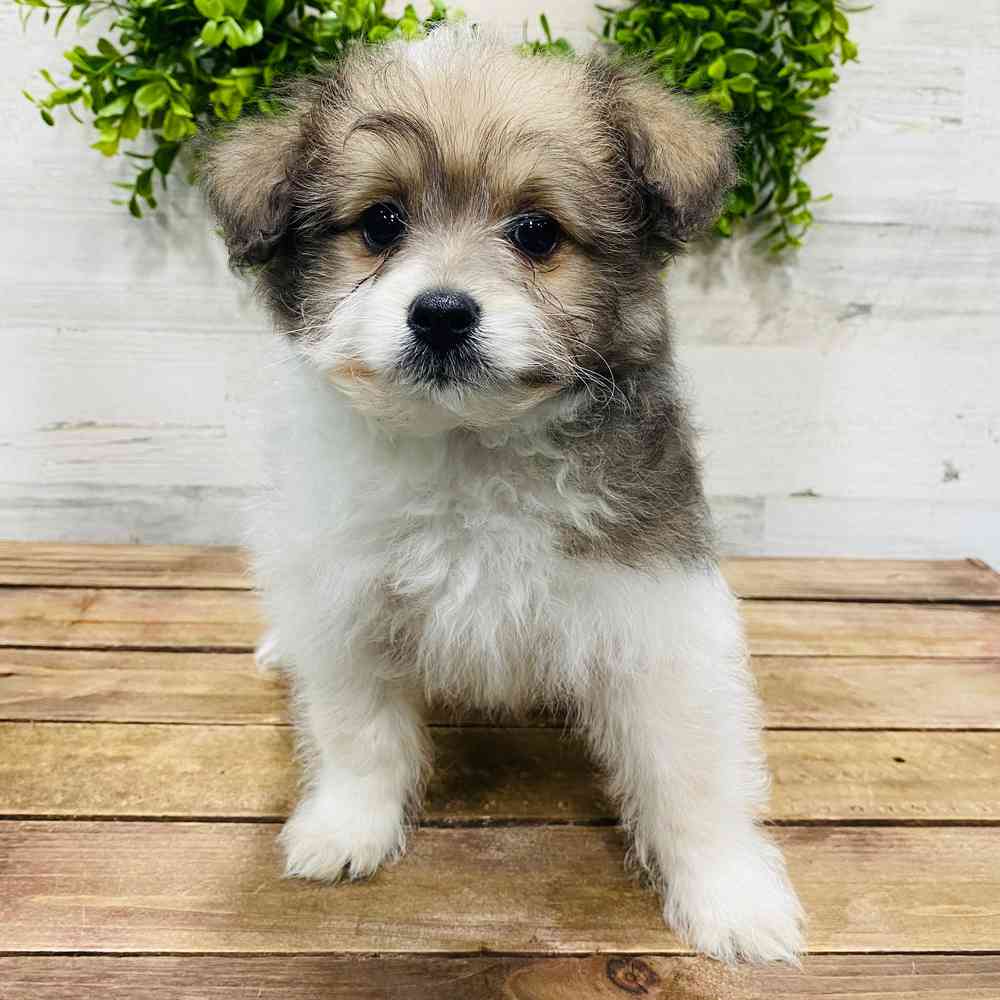carousel pet images