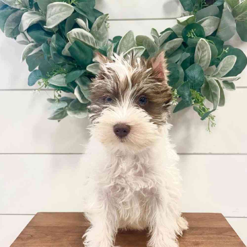Female Mini Schnauzer Puppy for Sale in Rogers, AR