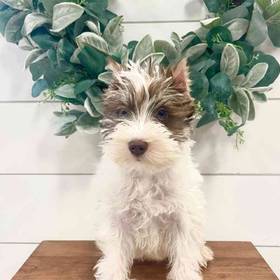 Mini Schnauzer