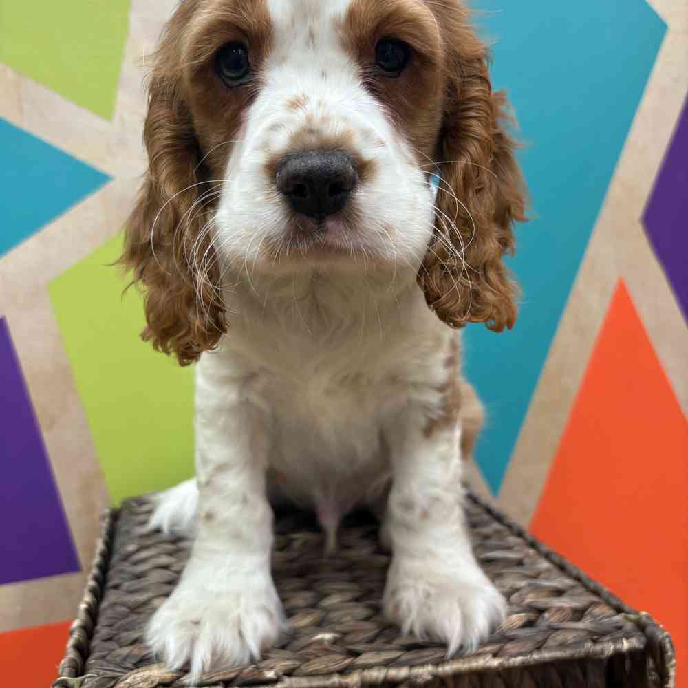 carousel pet images