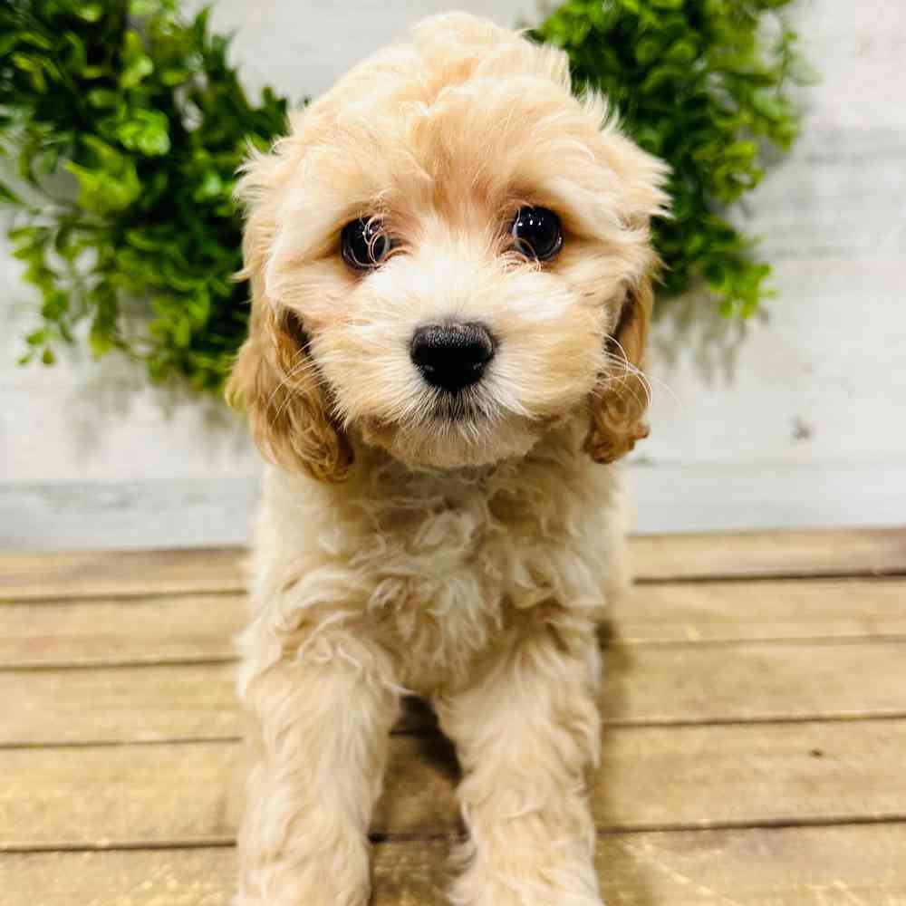 carousel pet images