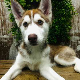 Siberian Husky