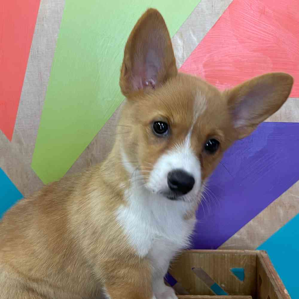 carousel pet images