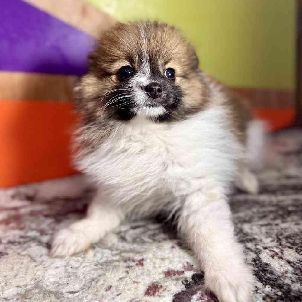carousel pet images