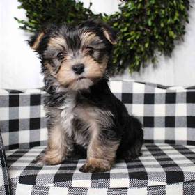 Morkie