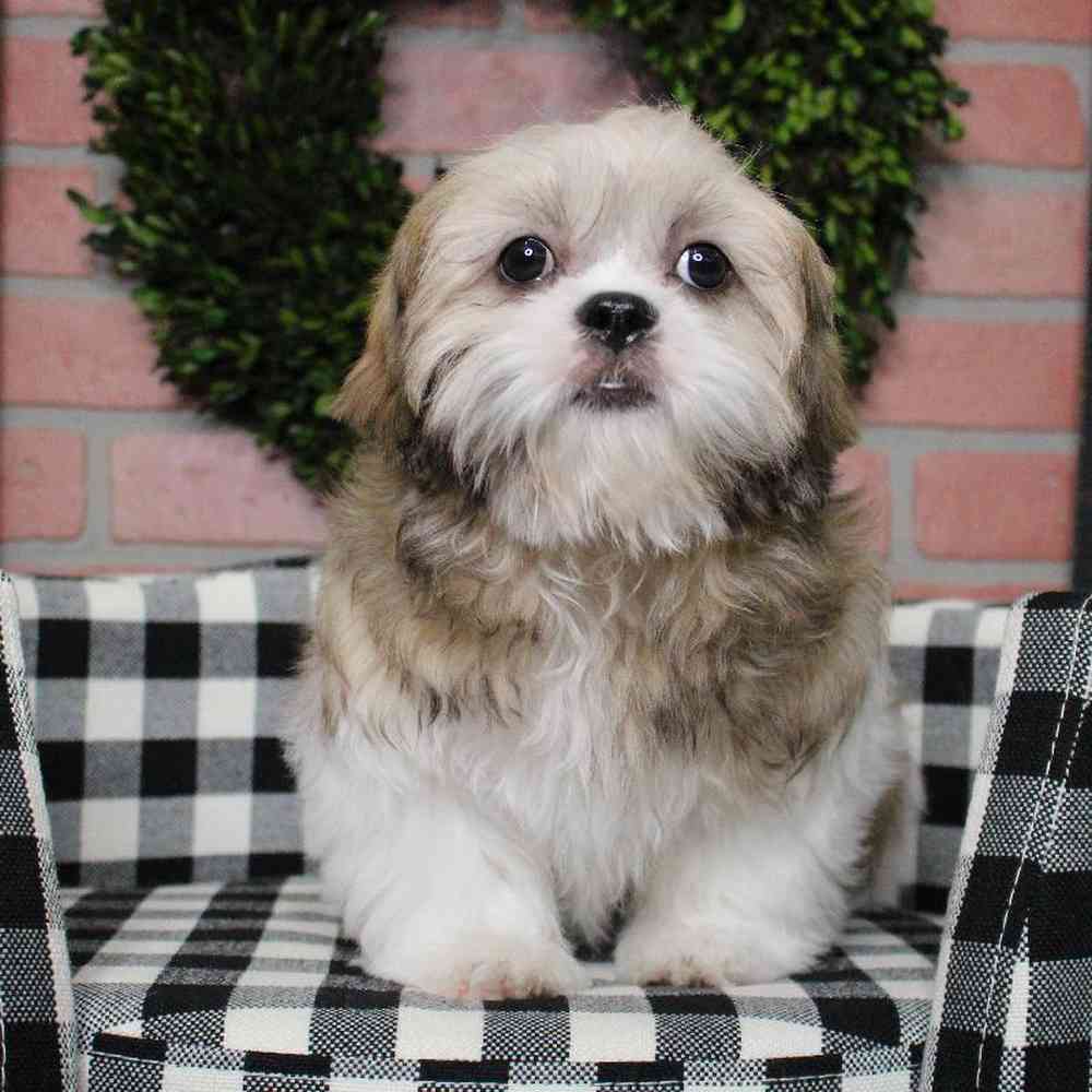 Female Shih Tzu Puppy for sale
