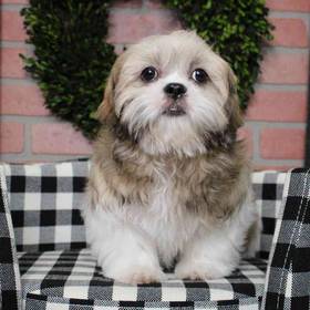 Shih Tzu