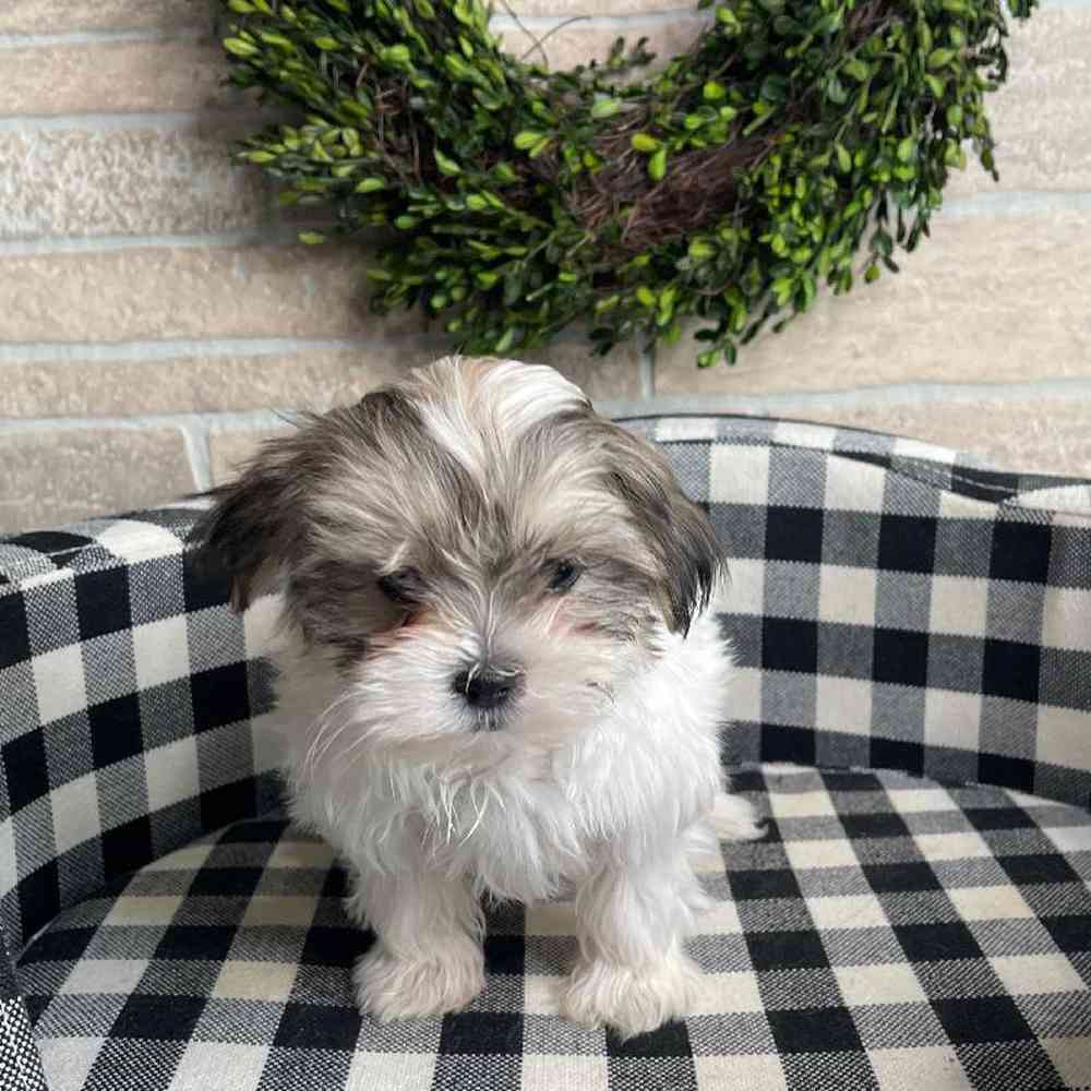 carousel pet images