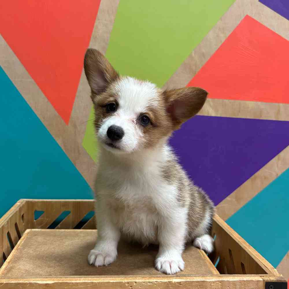 carousel pet images