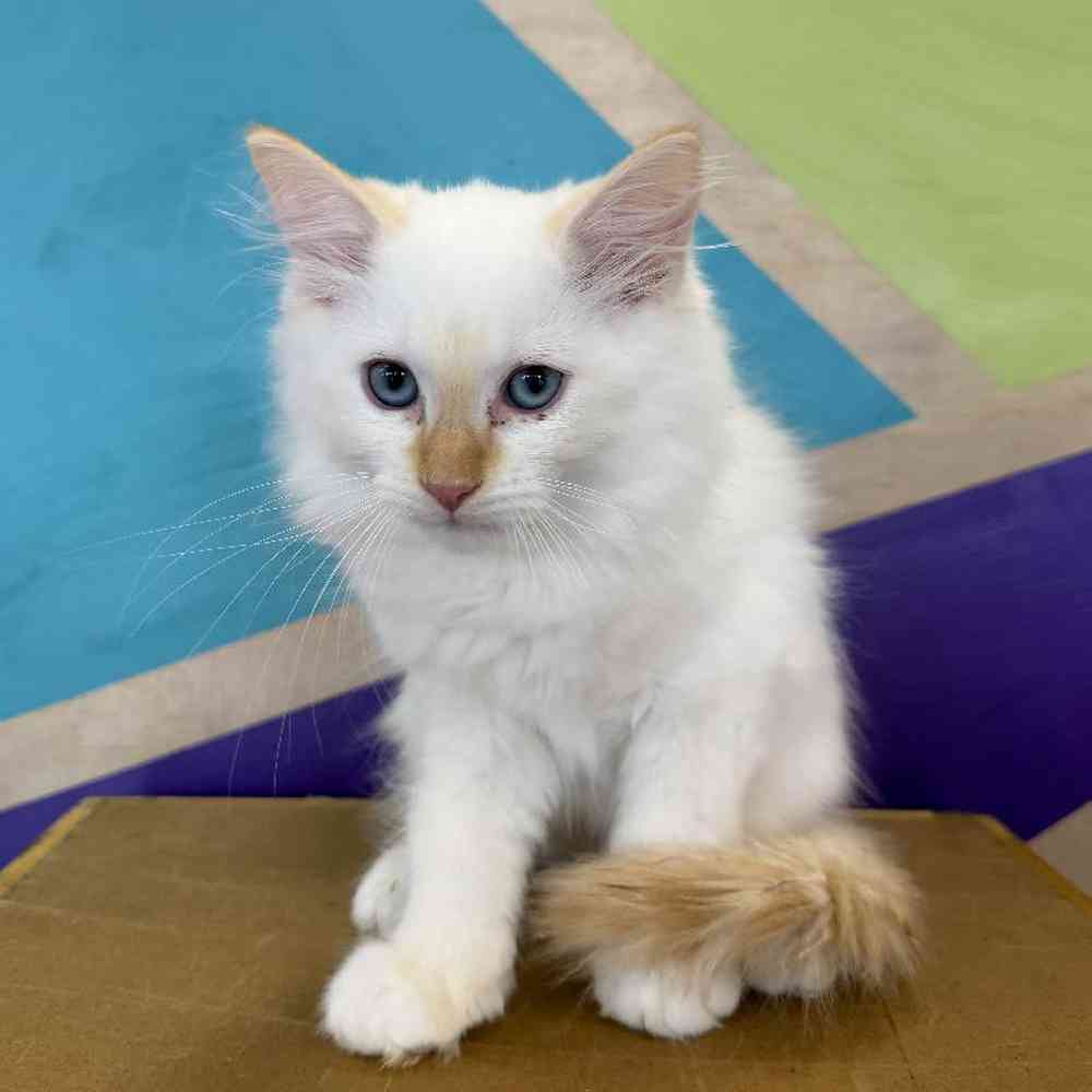 Kitten