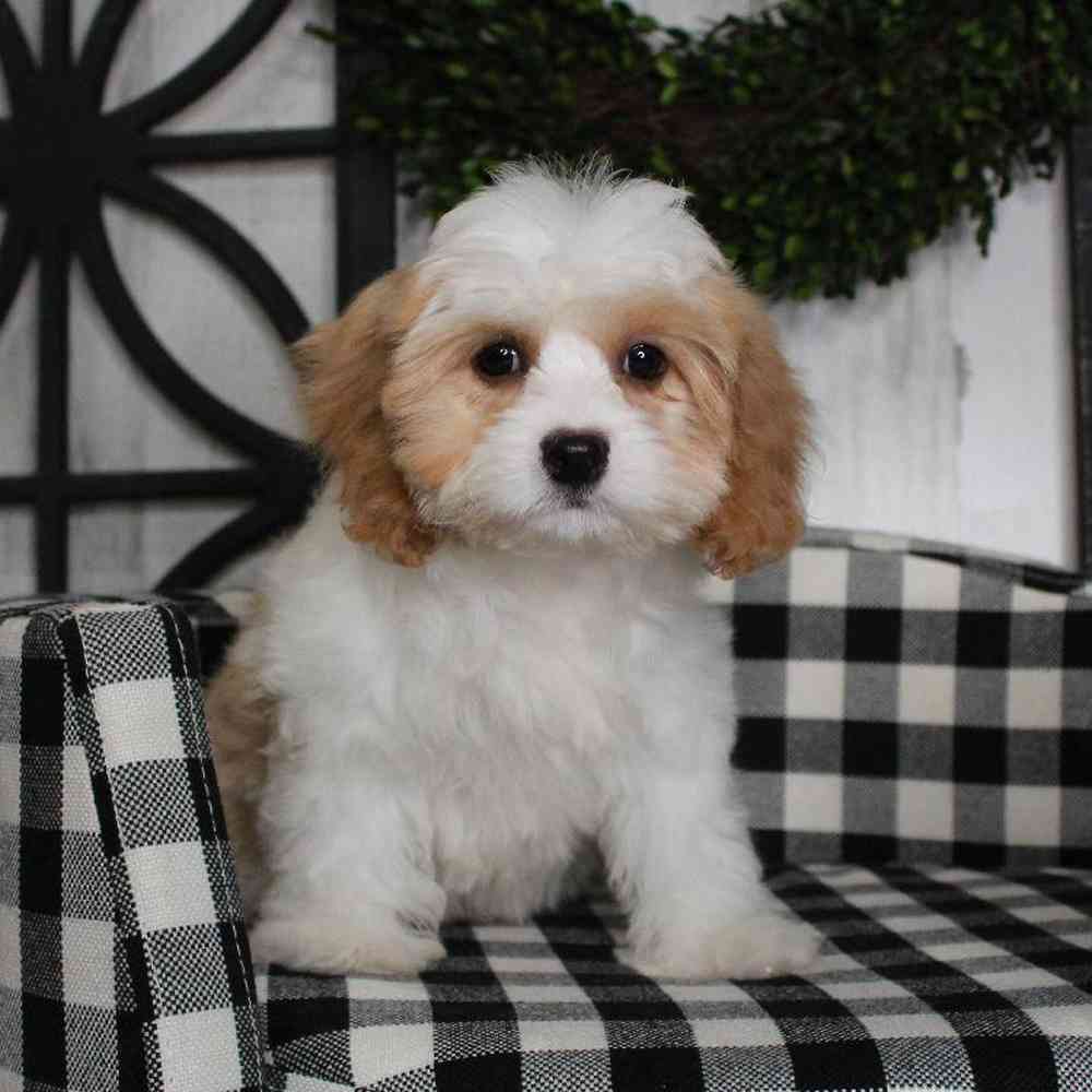 Female Cavachon Puppy for sale