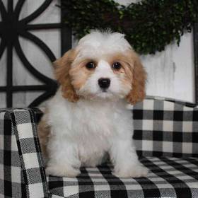 Cavachon