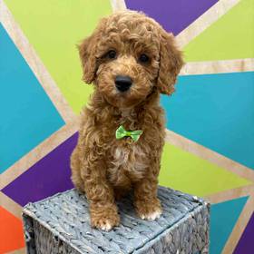 BichonPoo