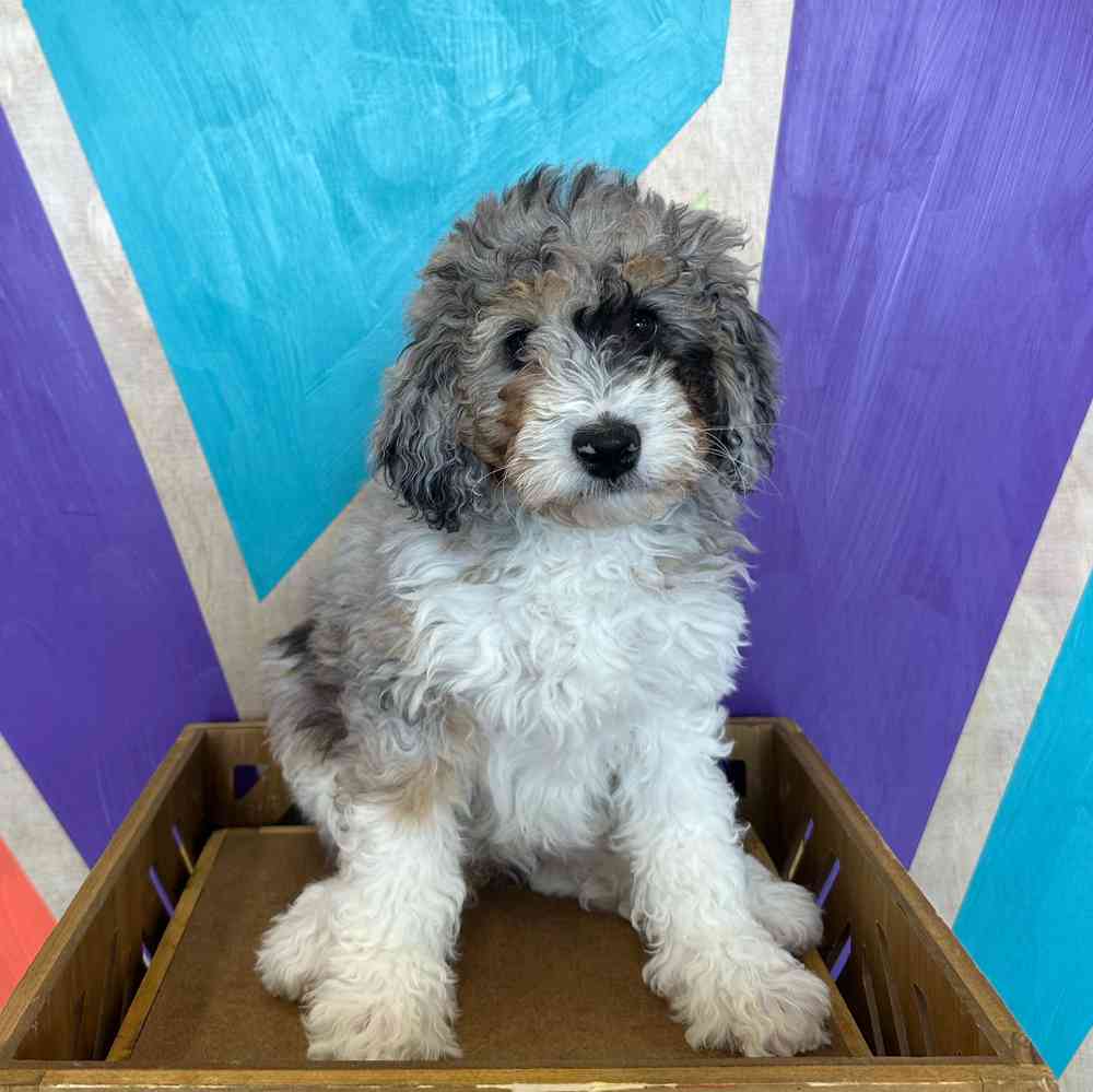 carousel pet images