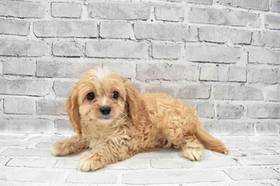 Cavapoo