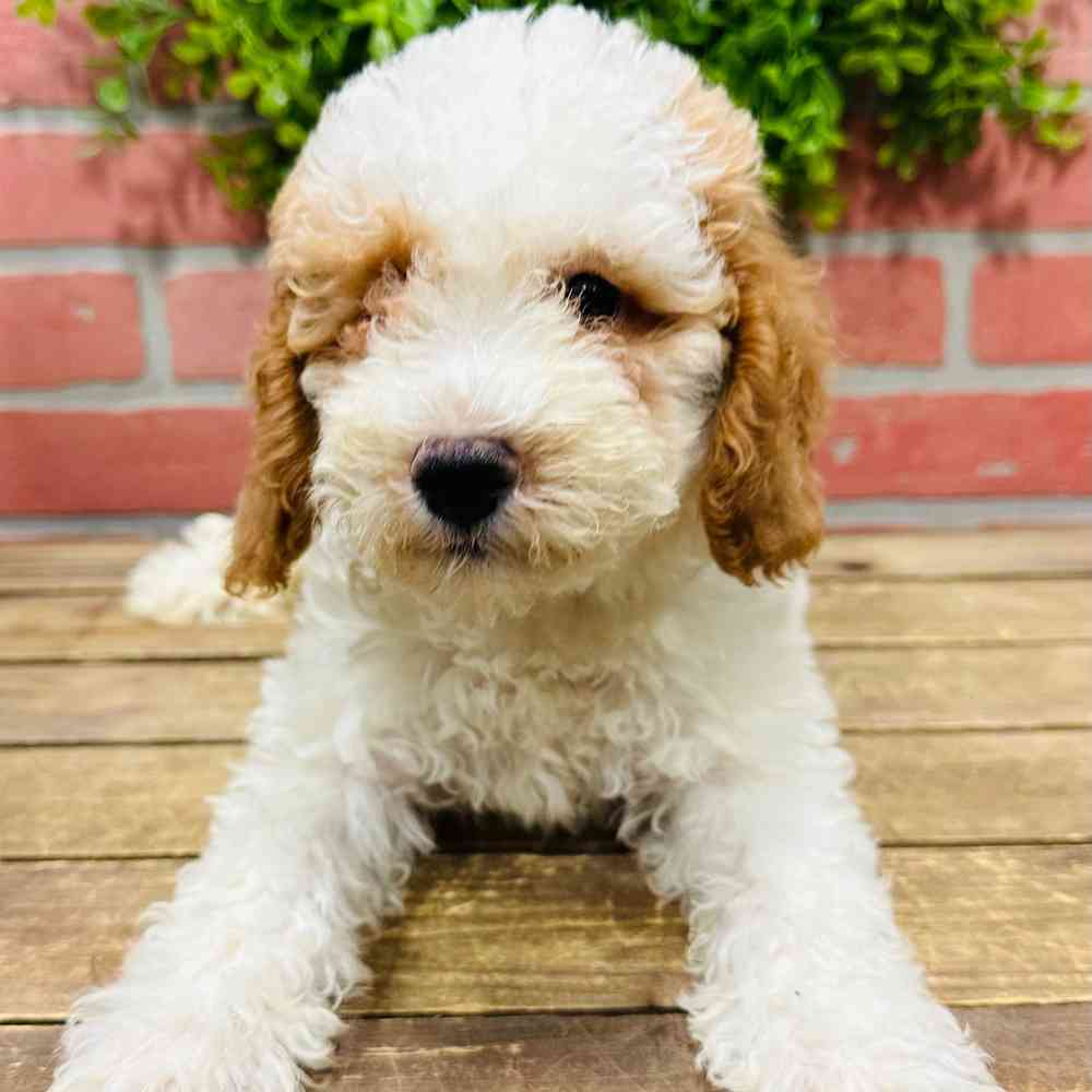 carousel pet images