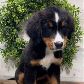 Bernese Mountain Dog