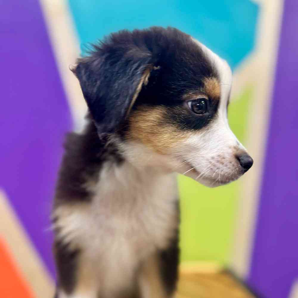 carousel pet images