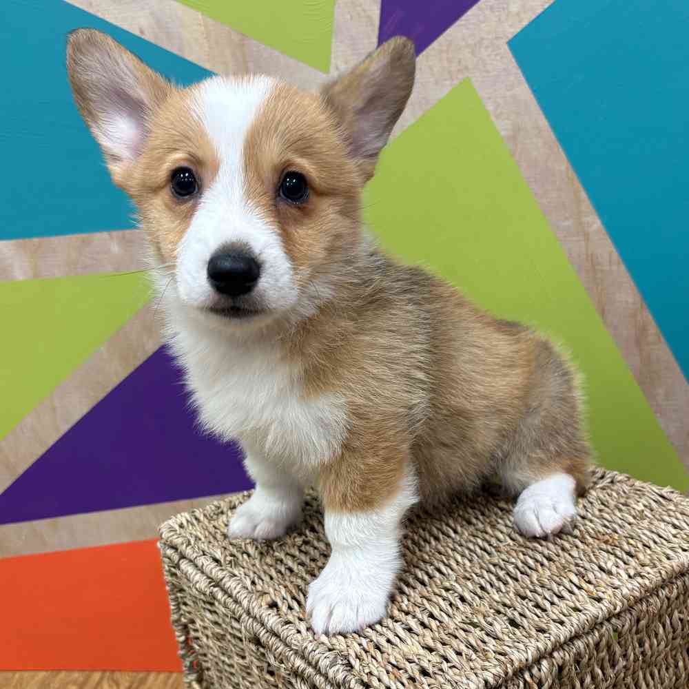carousel pet images