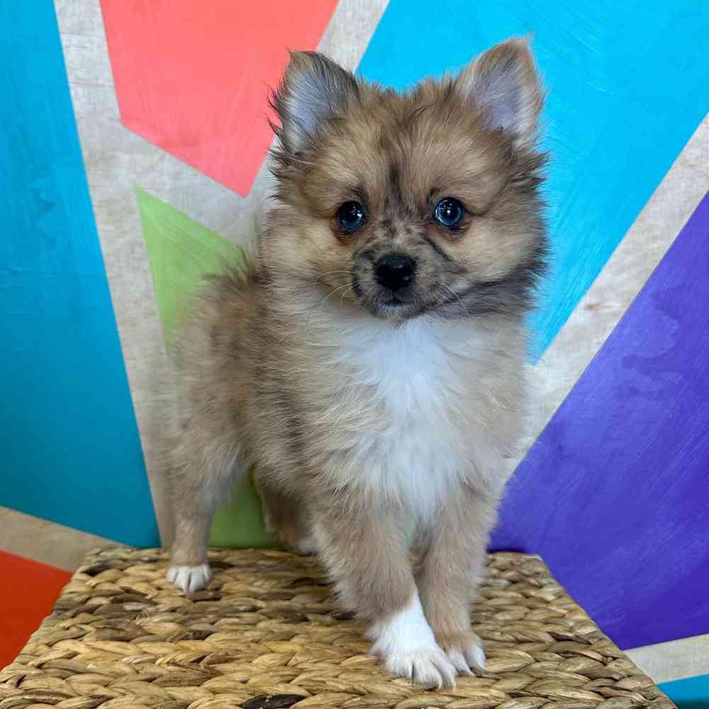 Image of a pet breed in the gallery