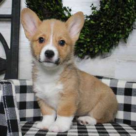 Pembroke Welsh Corgi