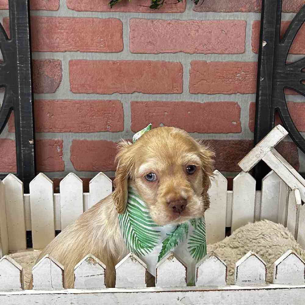 Male Cocker Spaniel Puppy for Sale in Rogers, AR