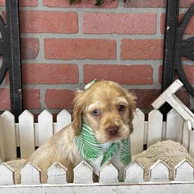 Cocker Spaniel