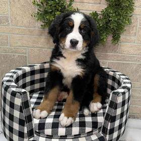 Bernese Mountain Dog