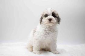 Bichon-Poodle