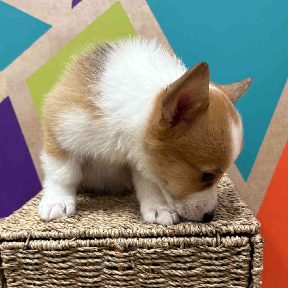 carousel pet images