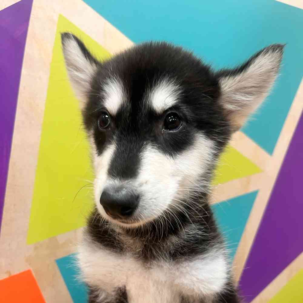 carousel pet images