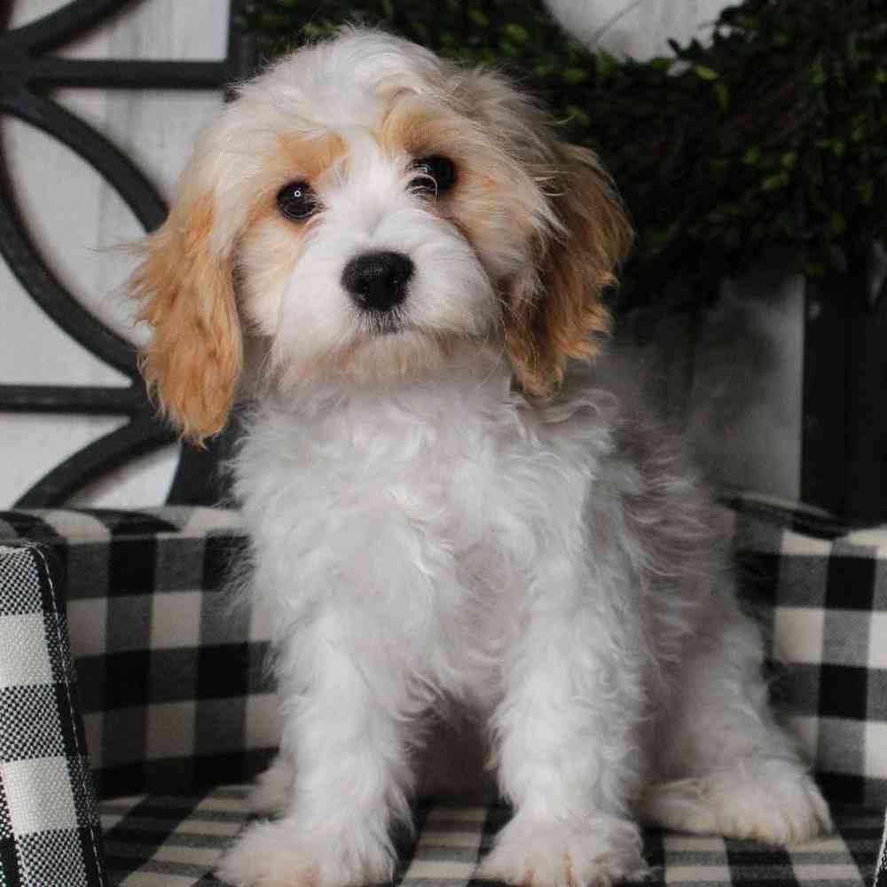 Male Cavachon Puppy for sale